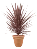 CC0031203