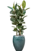 CC0031336
