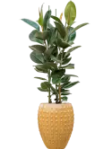 CC0031342