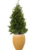 CC0031411