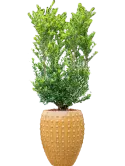 CC0031414