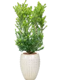 CC0031423