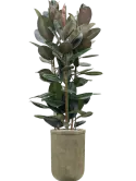 CC0031710