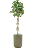 CC0031731