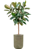 CC0031755