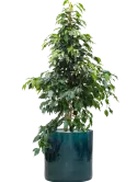 CC0031767