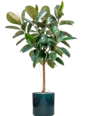 CC0031800