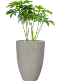 CC0033250