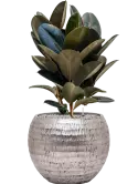CC0033302