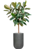 CC0033517