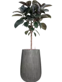 CC0034608