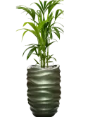CC0035006