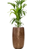 CC0035012