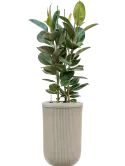 CC0035024
