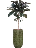 CC0035033