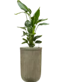 CC0035193