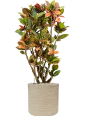 CC0036572