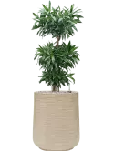 CC0037005