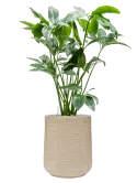 CC0037014