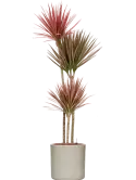 CC0037213