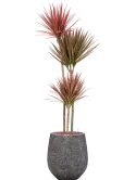 CC0037219