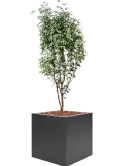 CC0038029