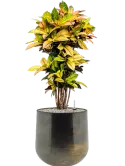 CC0040102