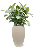 CC0040207