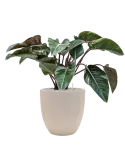 CC0040400