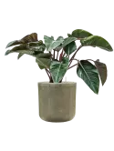 CC0040409