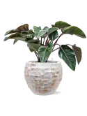 CC0040424