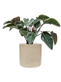 CC0040430