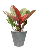 CC0040531