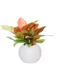 CC0041310