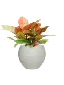 CC0041313