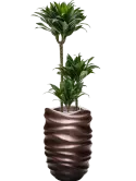 CC0041837