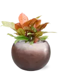 CC0041870