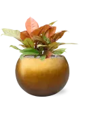 CC0041873