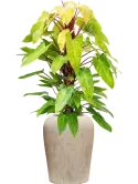 CC0041913