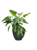 CC0042043