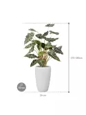 CC0042581_1