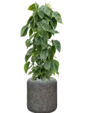 CC0042892