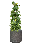 CC0042895