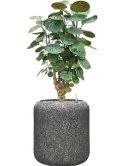CC0042919