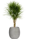 CC0043130