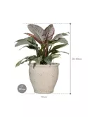 CC0043545_1