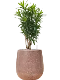 CC0044159