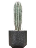 CC0044289