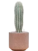 CC0044292
