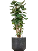 CC0044331
